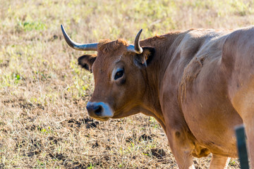 Vache de race Aubrac.