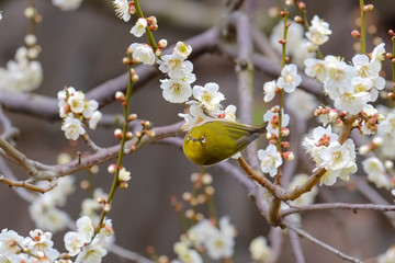 梅とウグイス（メジロ）