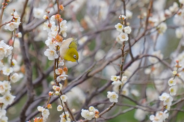 梅とウグイス（メジロ）