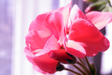 Obraz premium Geranium