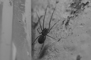 Spider on the wall