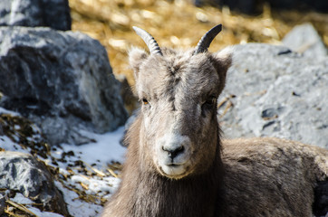 Obraz premium Ibex lounging on the ground 