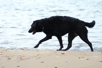 Dog walking by the water