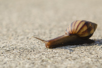 Snail crawling slowly on the concrete floor