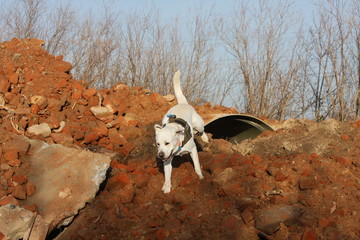 Labrador szuka ludzi