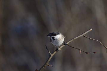   Small bird,  black - headed tit  sitting on a branch. The dark and blurred background.