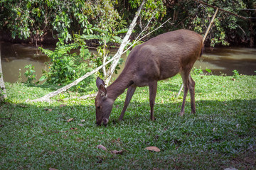 Deer living naturally in Khao Yai National Park, Thailand.