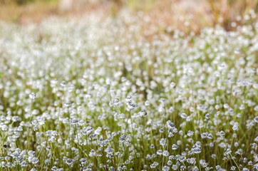 Plains blackfoot Flower field