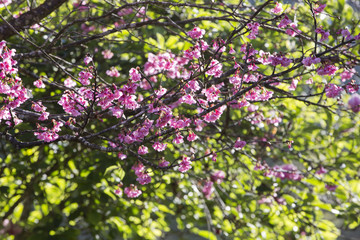cherry blossom tree with green tree background
