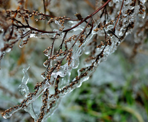 Frozen branch after ice storm. Winter icy weather. Cold crystal detail. Ice coated plant.