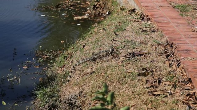 giant lizard eats frog by the pond.