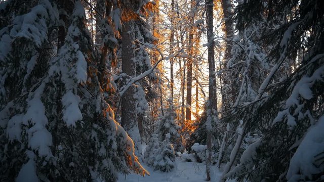 sunset in deep winter spruce forest