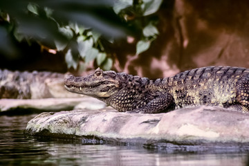 crocodile beside water