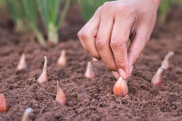 Hand of woman farmer seeding onions in organic vegetable garden,