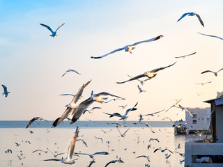 Flock of seagulls in the sky at sunset. Samut Prakan, Thailand 