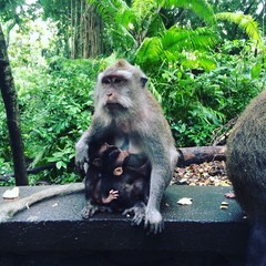 Singes de Monkey Forest