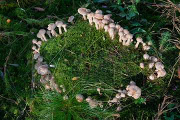 Fairy ring. Fairy circle. Fairy ring. Witch ring. Mushrooms in the forest on moss. Heksenkring. Netherlands. Fungus. © A