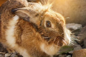 Fat fluffy bunny eating food