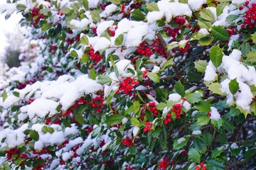 Holly tree and berries covered with winter snow
