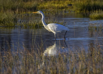 Great egret, ardea alba, in a pond