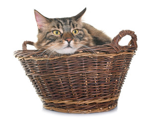 Fototapeta na wymiar maine coon cat in basket