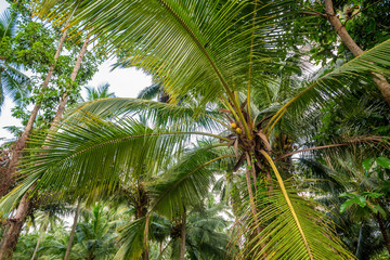 Obraz premium Coconut palm tree under blue sky