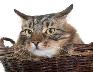 Fototapeta na wymiar maine coon cat in basket