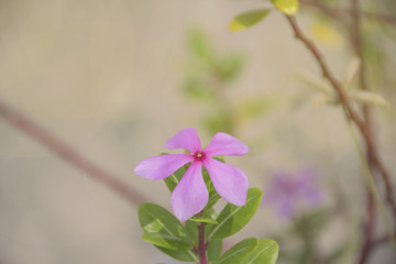 pink flower background with selective focus. close up Purple flora.relax and fresh in nature.