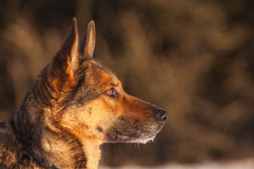 Deutscher Schäferhund im Schnee