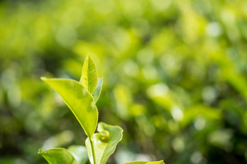 Close-up photograph of tea plant