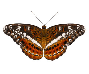 Isolated top view of the commander butterfly ( Moduza procris )