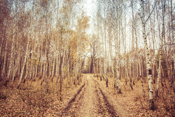 Road through the birch grove