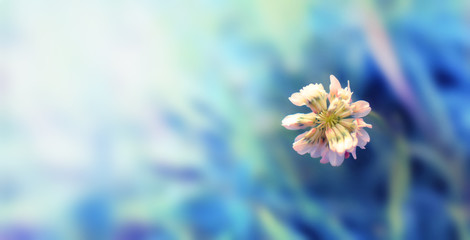 Clover summer flower 