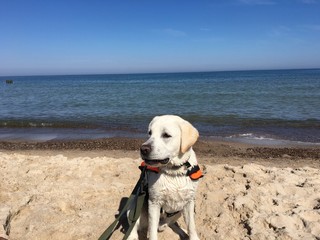 labrador