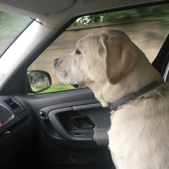 labrador © ADAM