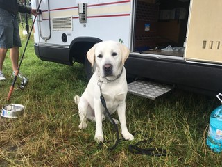 labrador