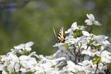 Swallow tail in Spring
