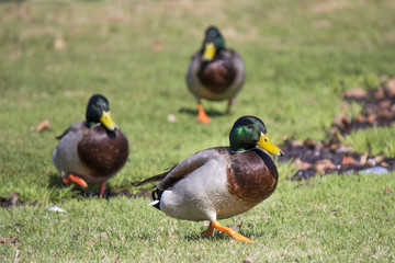 Mallards walking in a row
