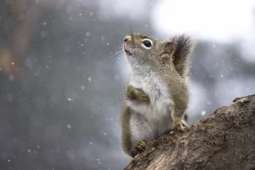 Foto auf Glas Eichhörnchen im Schnee © Jennifer