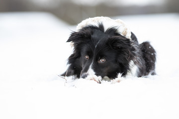 Border Collie im Schnee mit Mütze und Schal