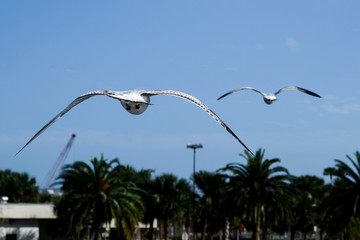 Birds flying above a canal 
