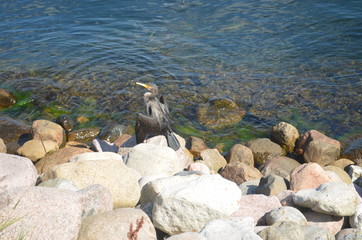 Kormoran am Meer