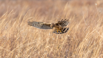 Northern Harrier hunting at the Pole Farm, Mercer Meadows, NJ USA 12/23/2016.