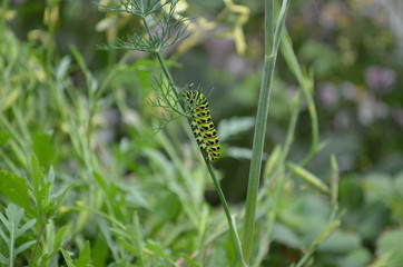 Raupe an Dill