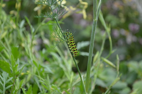 Raupe an Dill