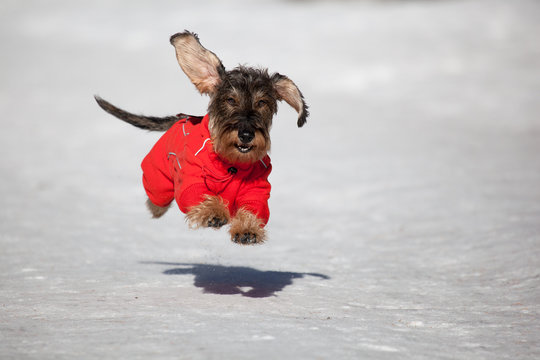 Cane Bassotto corre sulla neve