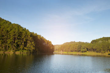 Tranquil scenery of lakeside forest - selective focus.
