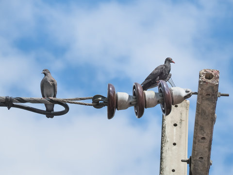 Two Pigeons sitting on the Electrical powered cable