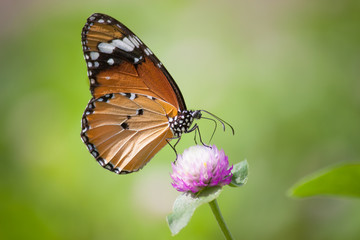 Obraz na płótnie Canvas Butterflies and Flowers