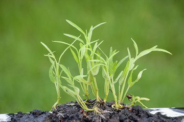 Seedling plants and sunlight